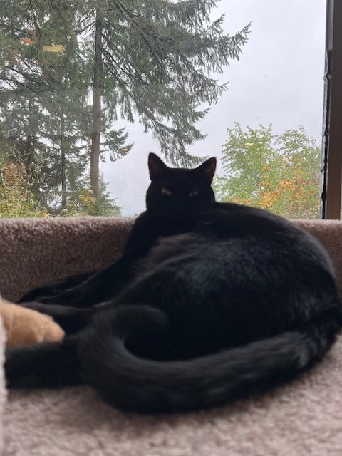 Norman a luxurious black cat is contentedly lounging in his cat-sle a foggy PNW day frames him