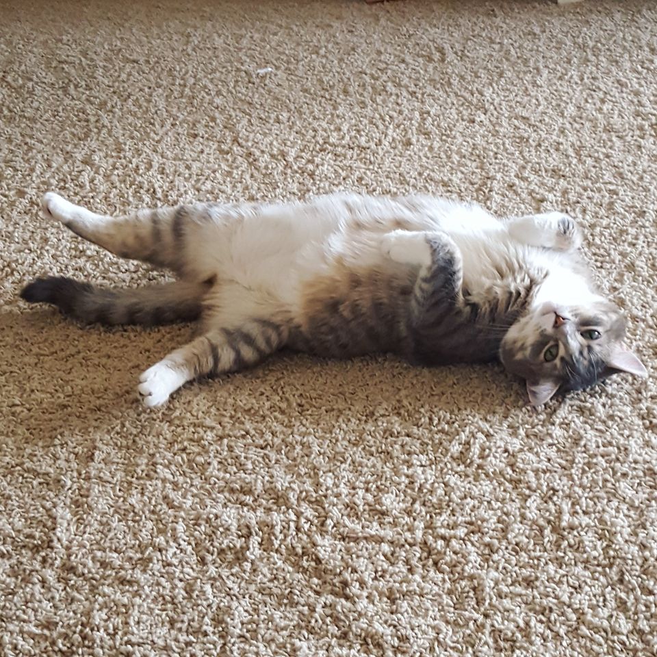 A grey tabby cat is lying on his back white fluffly belly fur shining in the light, his gaze is sweet and happy